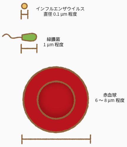 細菌とウイルス：大きさの違い（イメージ）