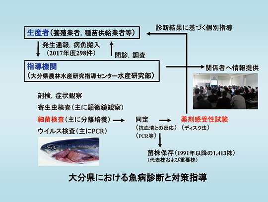 大分県における魚病診断と対策指導